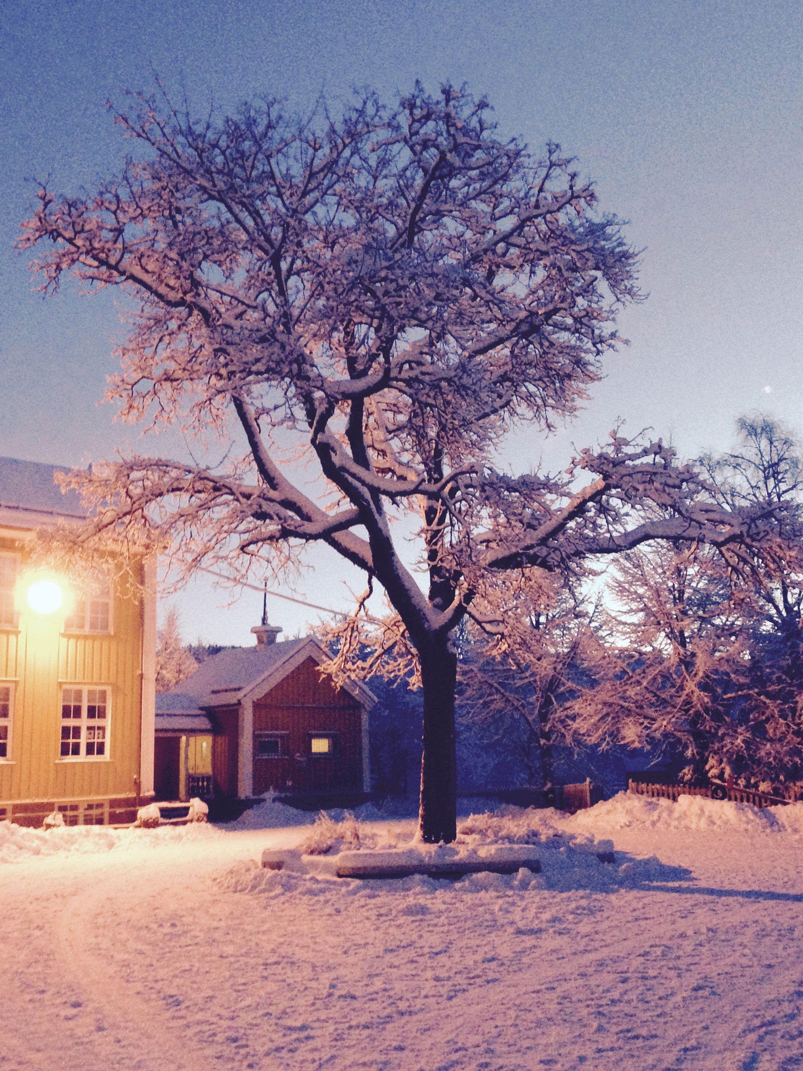 Tuntreet en januarmorgen Tuntreet en januarmorgen