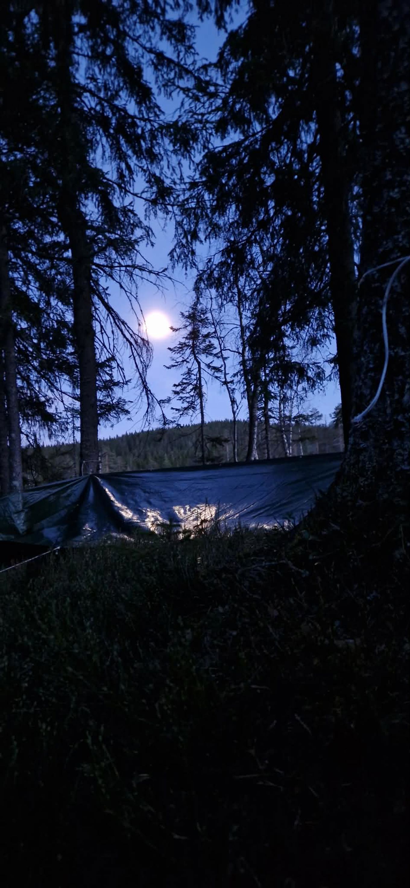 Et snødekt jorde med trær